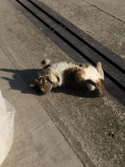 Die Katze Glöggli geniesst die Sonne vor dem Bahndepot [4. April 2020]