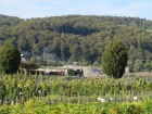 Hinter vielen Pflanzen versteckt fährt der Zug entlang der Kiesgrube [28. September 2014]