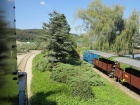 Die Pinus und die Viola fahren nebeneinander her [25. August 2019]