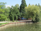 Die Sequoia hebt sich deutlich von der grünen Landschaft am Baumschulsee ab [15. August 2020]