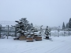 Die Bonsai verstecken sich unter der Schneedecke [10. Januar 2017]