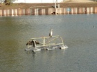 Zwei Kormorane sonnen sich auf dem Schwimmer von Wasserabsauger [10. Januar 2015]