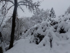 Der Baumbestand an der Bachstrecke hat dem Schnee zum Teil nicht standgehalten [16. Januar 2021]