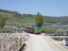 Der Dieselzug inmitten der Baumschule [20. April 2019]