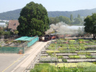 Die Pinus fährt mit ihrem Zug durch die Baumschule [14. August 2021]