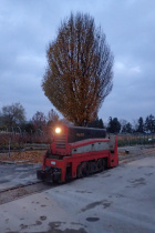 Fotohalt in der abendlichen Baumschule [26. November 2021]